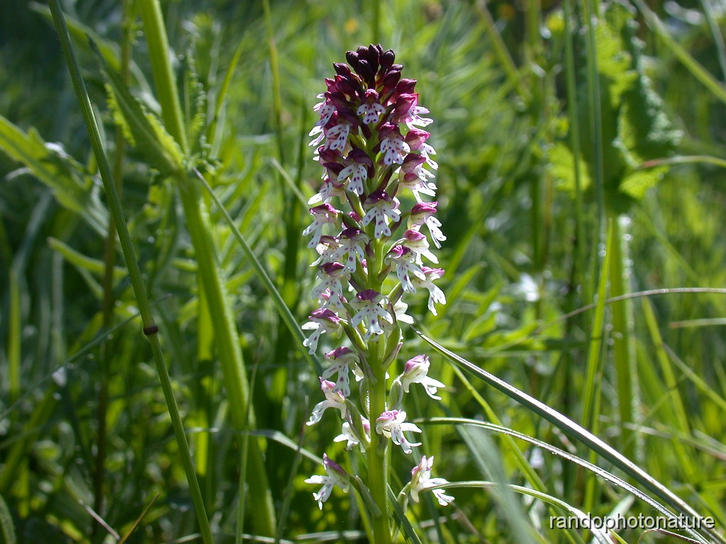 48_Orchis brule_2.JPG - Orchis brûlé